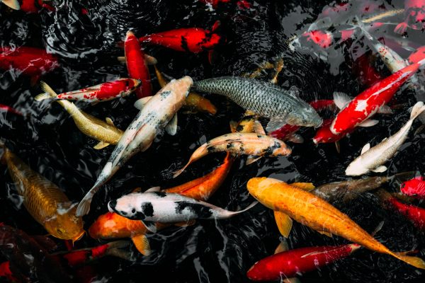 Installing Fish Ponds for your Garden