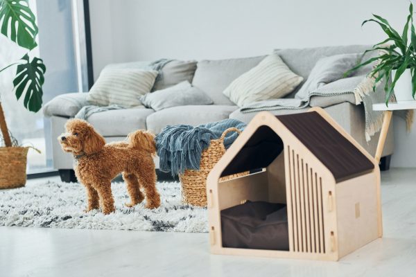 Pet Friendly House Design
