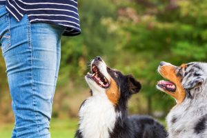Benefits Of Puppy Training