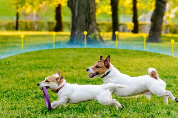 How Does Underground Dog Fence Work How Does Underground Dog Fence Work