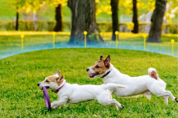 How Does Underground Dog Fence Work